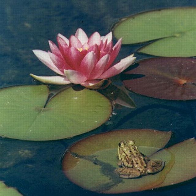 a pink flower floating on top of lily pads