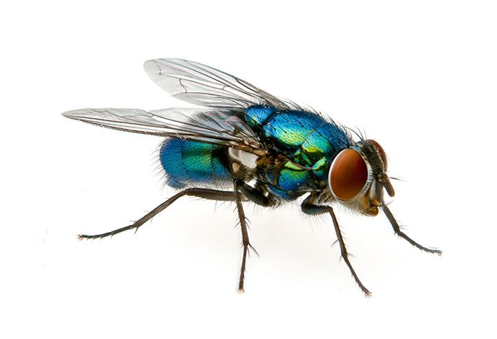 a blue fly sitting on top of a white surface