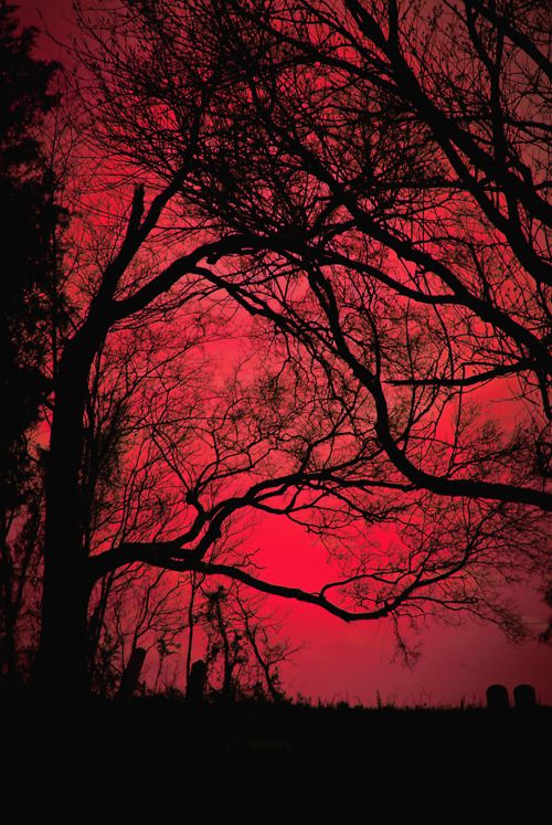 the sky is red and there are many trees