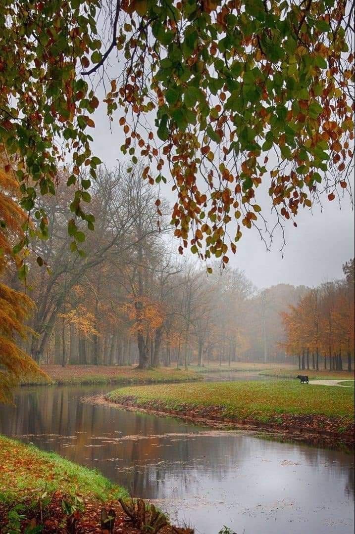 a small pond surrounded by trees in the middle of a park on a foggy day