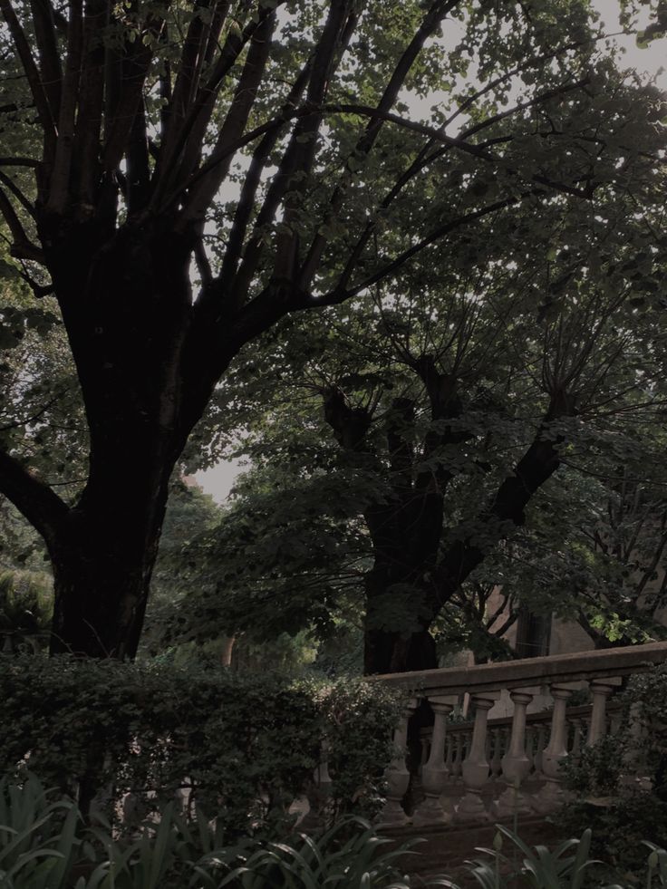 a large tree sitting next to a lush green park filled with trees and bushes on either side of a stone bridge