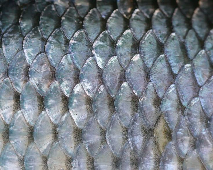 close up view of the skin of a snake