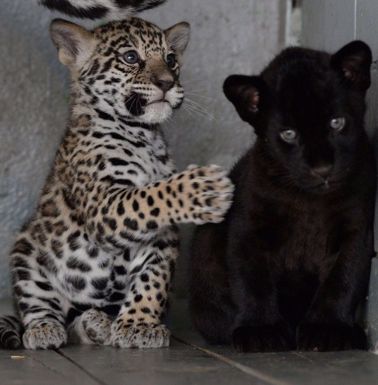 two black and white cats sitting next to each other on the floor with one cat standing up