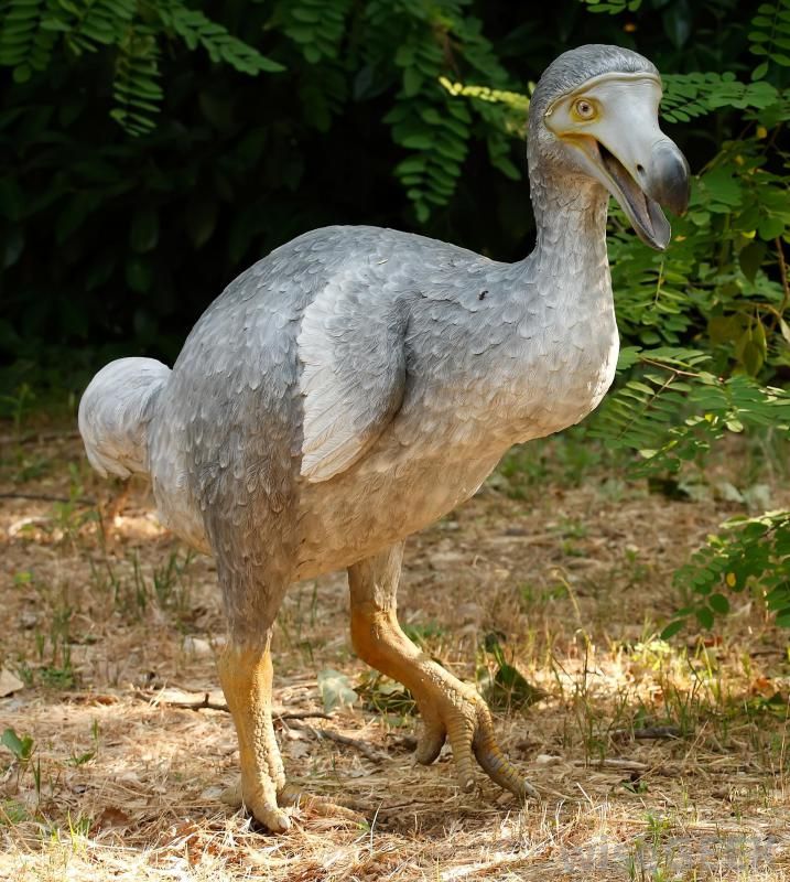 a large bird standing on top of a grass covered field next to some bushes and trees