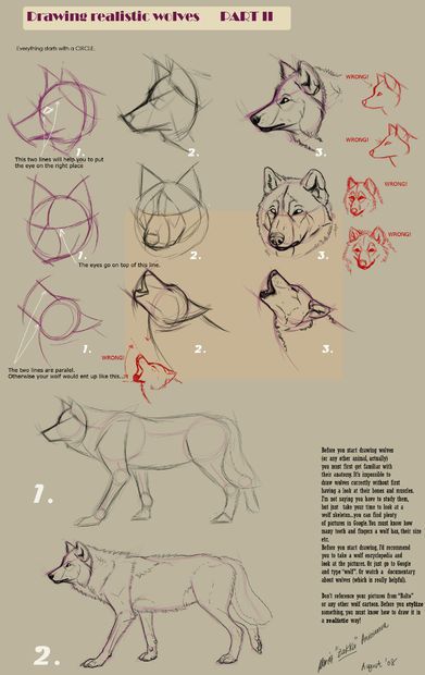 an image of how to draw wolfs