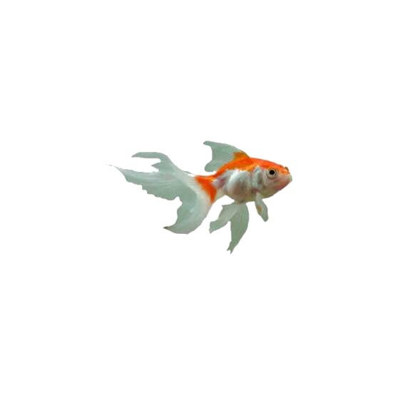 an orange and white fish floating in the water on a white background with copy space