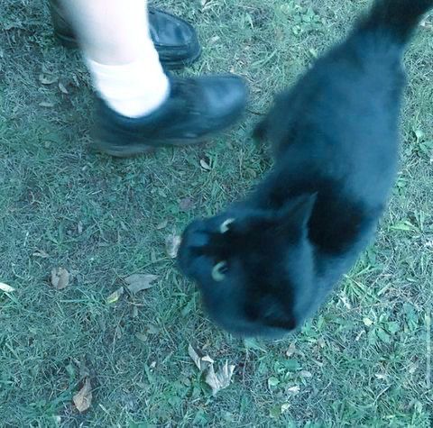 a black cat standing on top of a grass covered field next to a persons foot