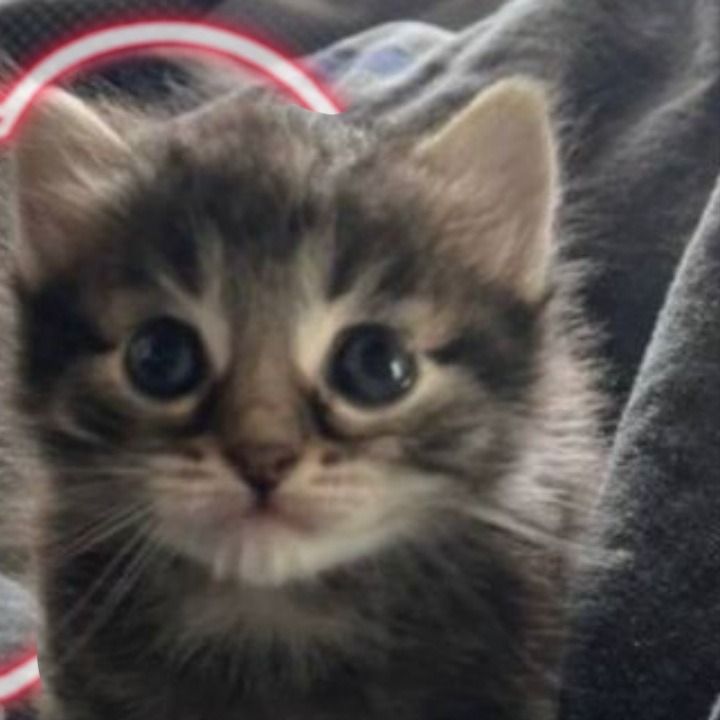 a small kitten sitting on top of a bed next to a red and white circle