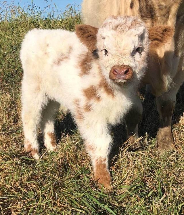 two baby cows standing next to each other on a grass covered field with blue sky in the background