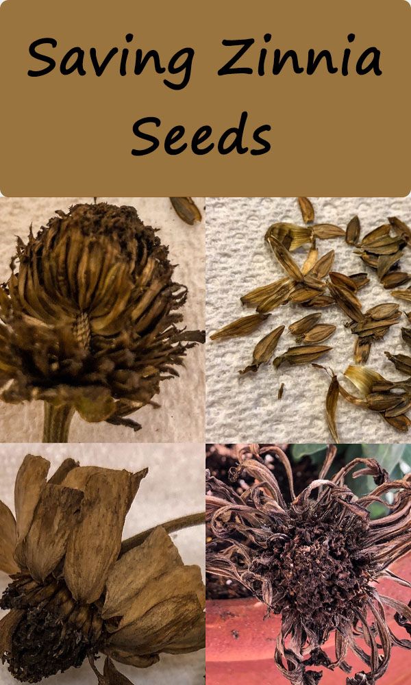 several different types of plants with the words saving zinna seeds