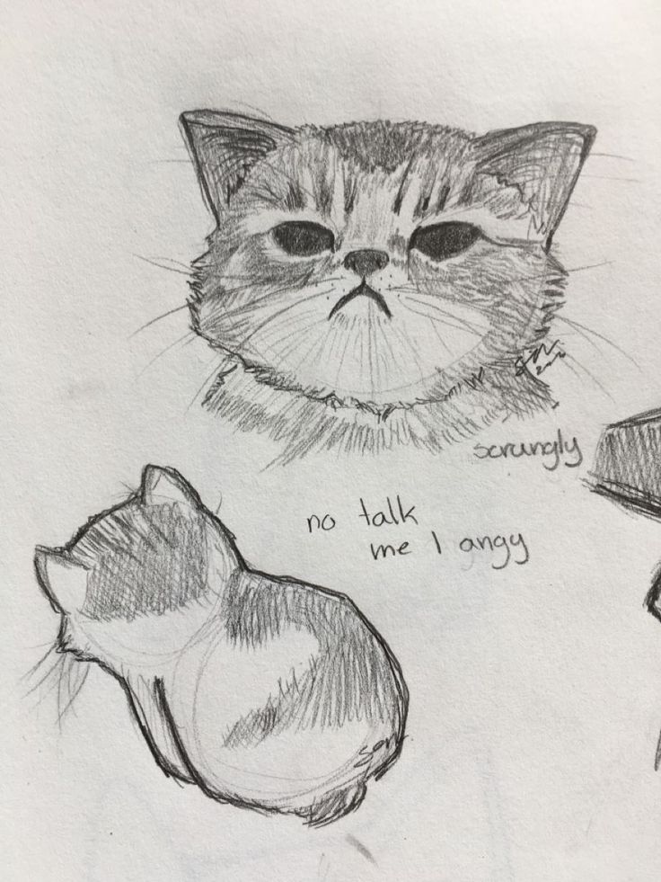 a drawing of a cat with words written on it and an image of a shell