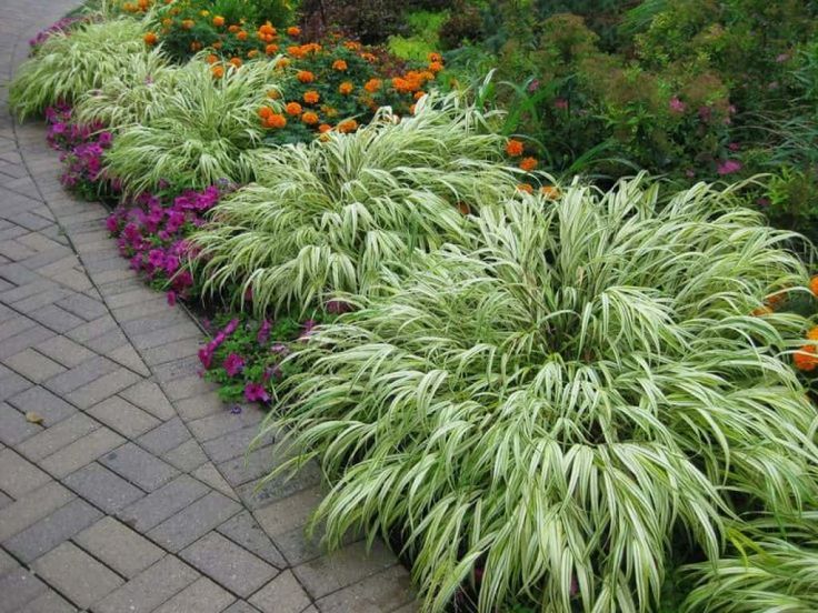 an assortment of plants and flowers along a sidewalk