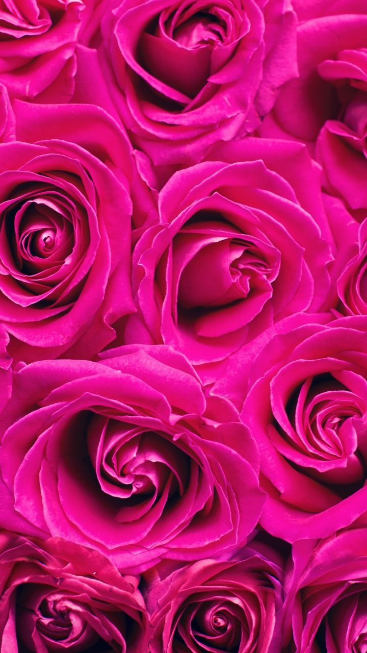 pink roses are arranged together in a close up view with the petals still attached to the stems