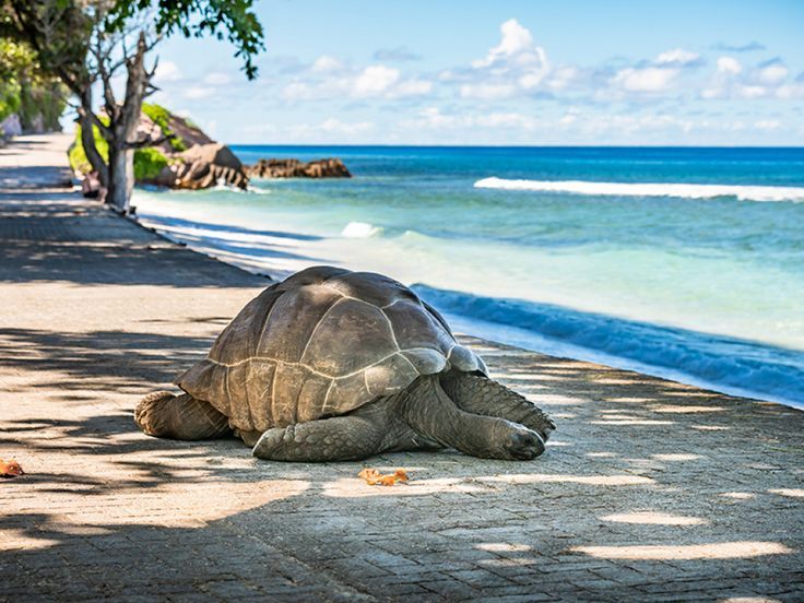 With its vibrant Creole culture, astonishing biodiversity and breath-taking seascapes, island-hoppers prepare to set sail to the idyllic isles of the Seychelles. Turtle Wallpaper, Types Of Sharks, Giant Tortoise, Arctic Sea, Tiki Hut, World Photo, Stonehenge, Machu Picchu, Andalusia