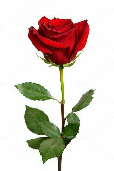 a single red rose with green leaves on a white background