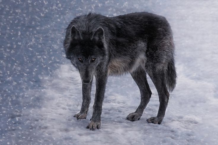 a wolf standing in the snow looking at something