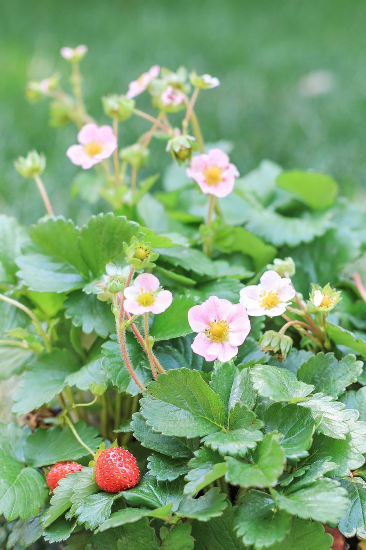 strawberry plant with pink flowers and green leaves