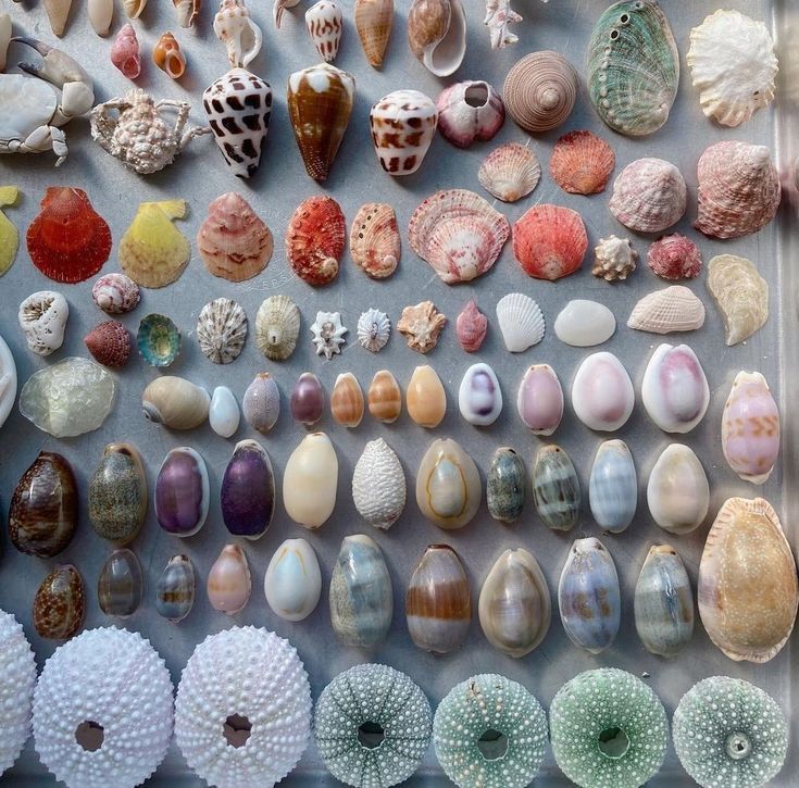 there are many different types of shells on the table and in this case, one is sea urchins