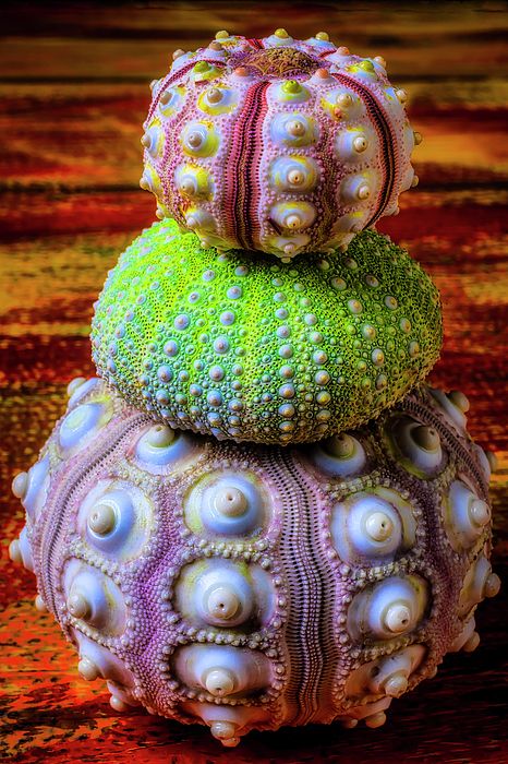 three sea urchins stacked on top of each other in different colors and sizes