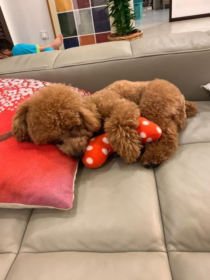 two poodle puppies laying on a couch with their noses covered by pillows and toys