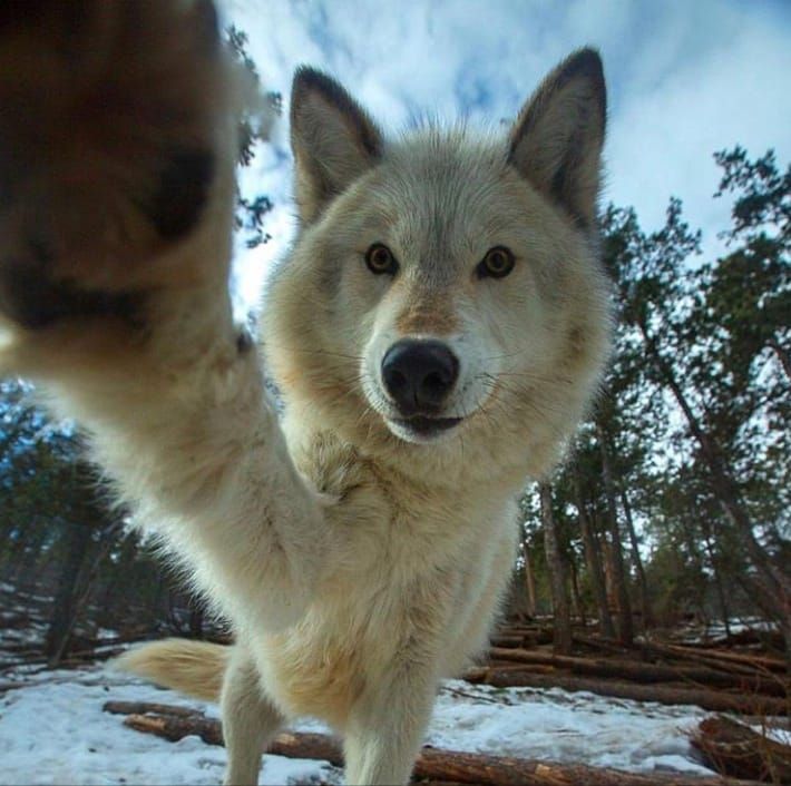 a white wolf standing on its hind legs in the snow