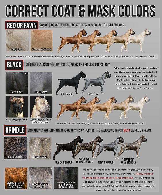 an image of different types of dogs that can be found in the color of their coat