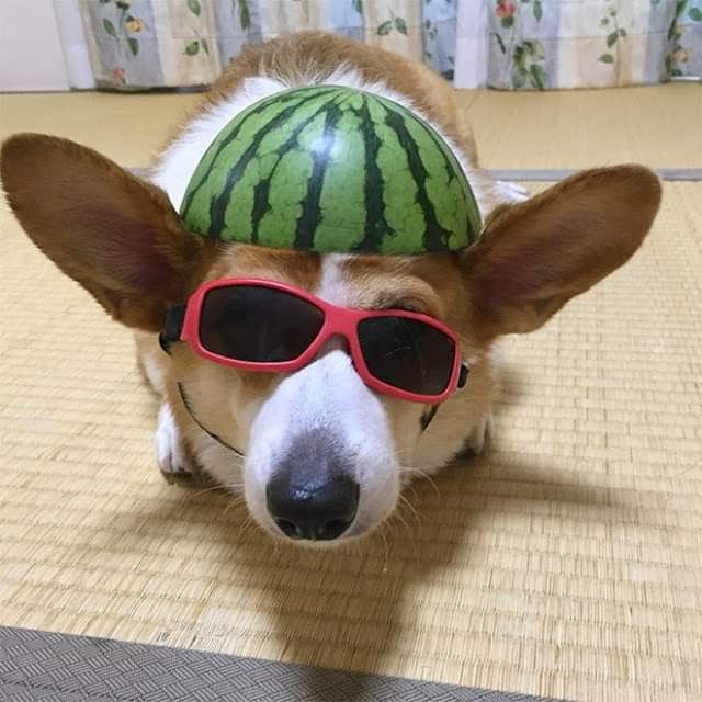 a dog wearing sunglasses and a watermelon hat