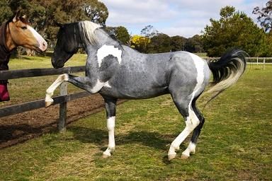 two horses standing next to each other near a fence