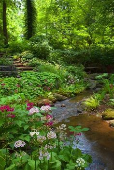 a stream running through a lush green forest filled with lots of plants and flowers on either side of it