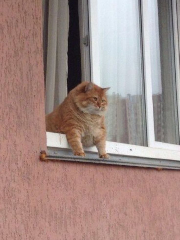 an orange cat sitting on top of a window sill