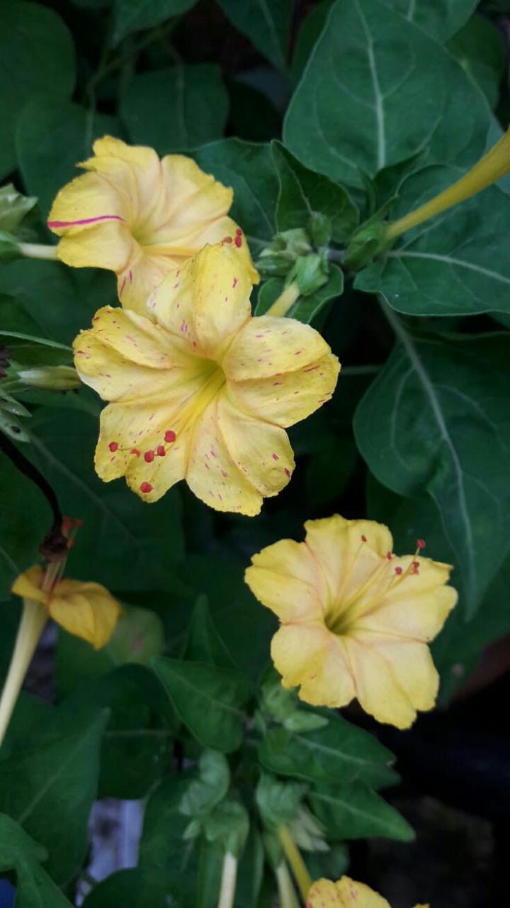 yellow flowers with green leaves in the background