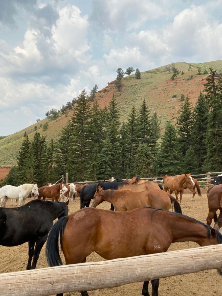 several horses are grazing in an enclosed area