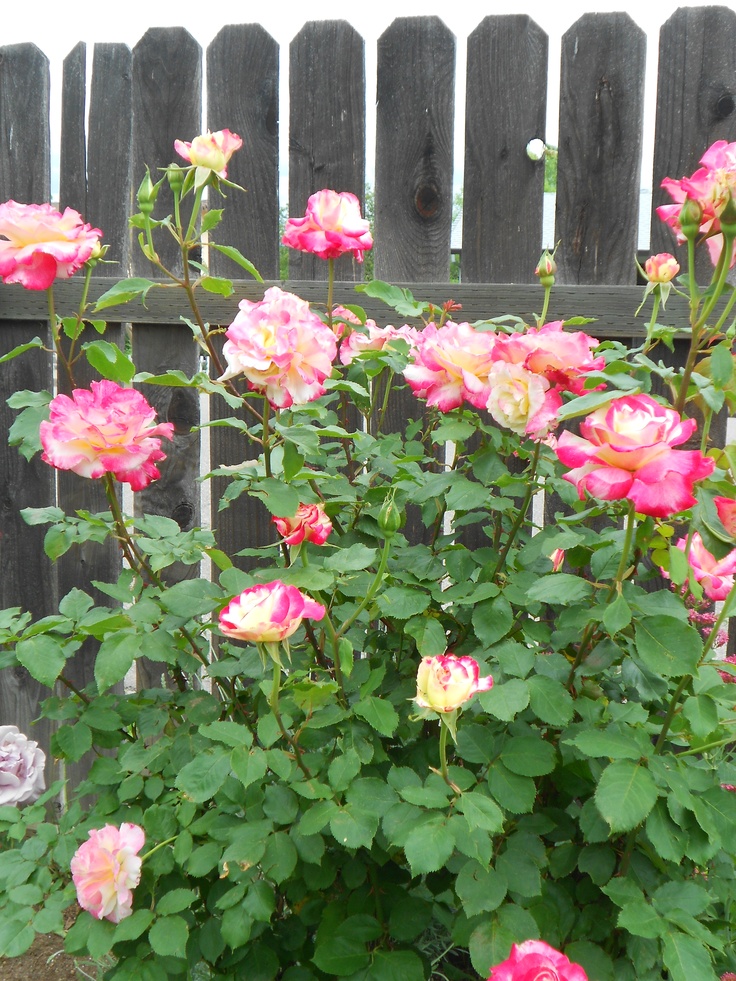 many pink roses are blooming in front of a wooden fence and some green leaves