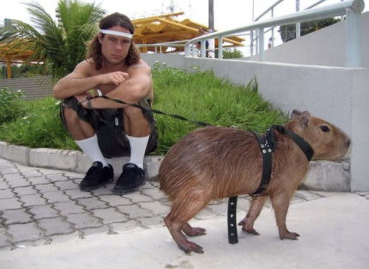 a man kneeling down next to a capybara on a leash with his arm wrapped around him