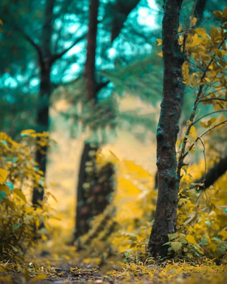 an animal that is standing in the grass near some trees and bushes with yellow leaves on it