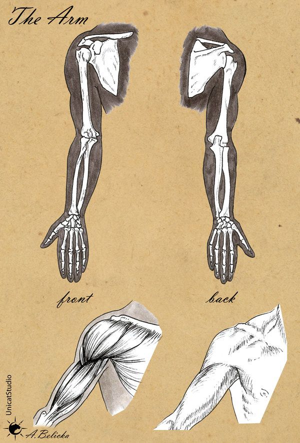 the arm and wrist muscles are shown in this antique print from an early 19th century book