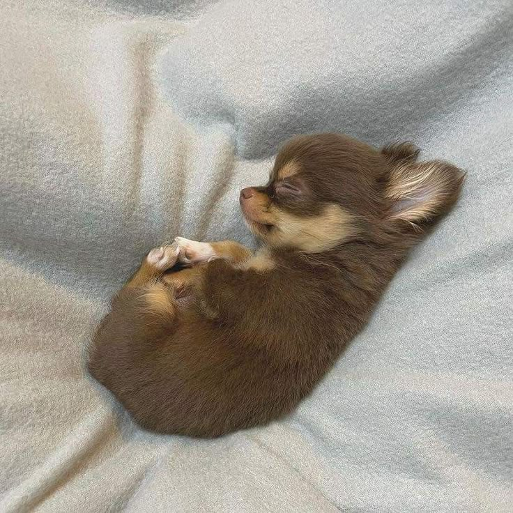 a small brown and white dog laying on top of a blanket