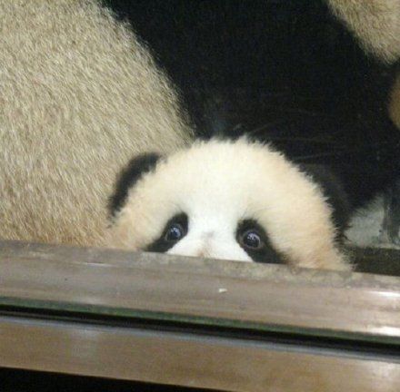 a panda bear sitting on top of a wooden floor next to a window sill