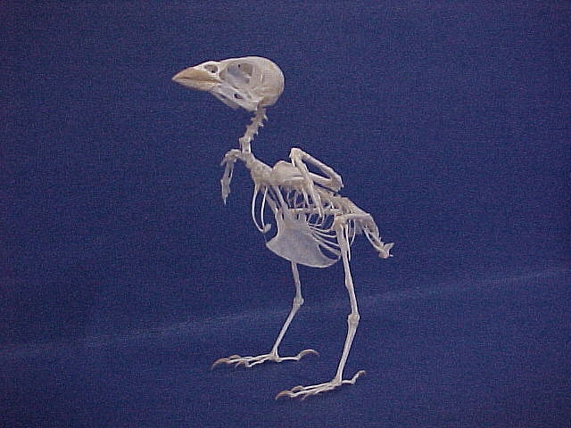 the skeleton of a bird is standing in the dark with its head turned to the side