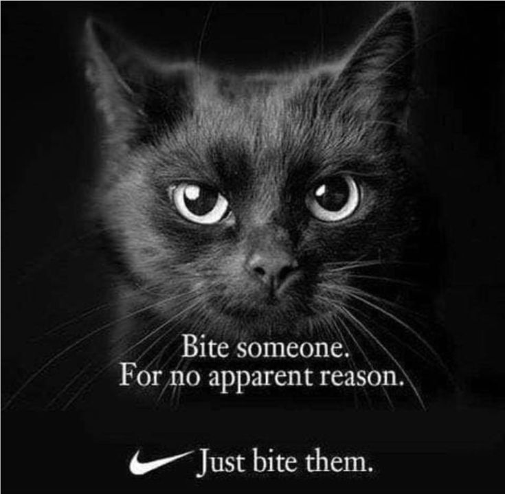 a black cat with the words bite someone for no apparent reason, just bite them