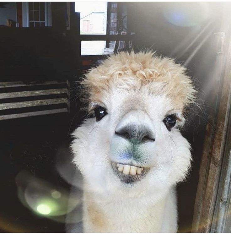 an alpaca is smiling for the camera