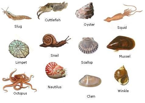 the different types of sea animals are shown in this image, including an octopus, squid, clam, and snail