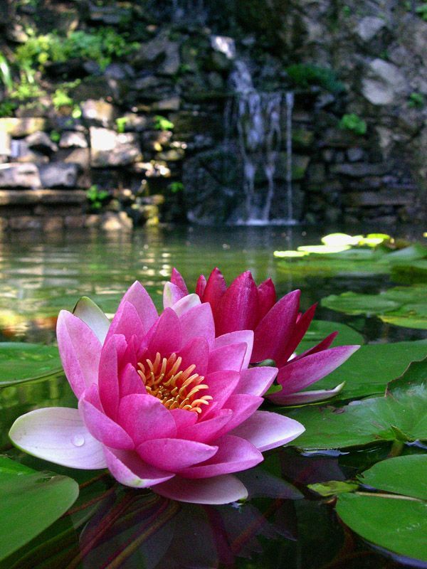 a large pink flower sitting on top of a pond