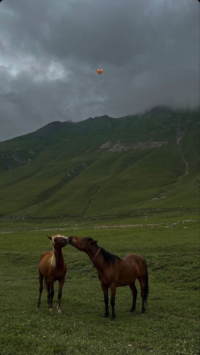 two horses standing in a field with mountains in the background