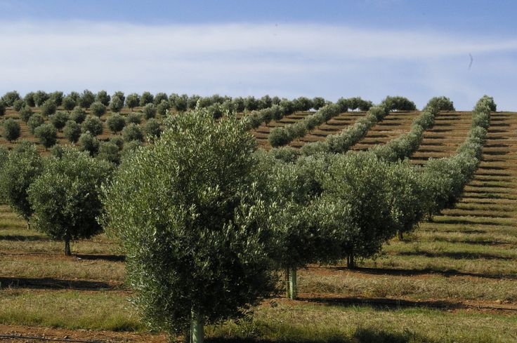 an olive tree stands in the middle of a field with rows of trees behind it