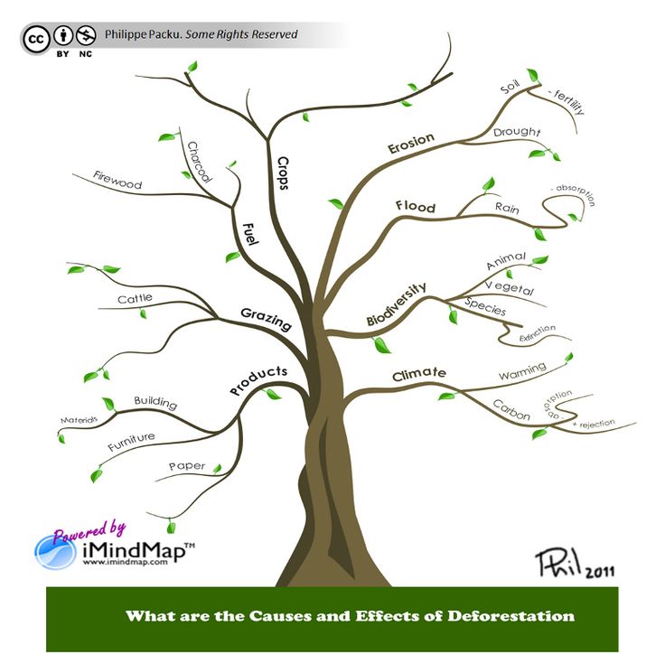 a family tree with the names and branches labeled in green, brown, and white