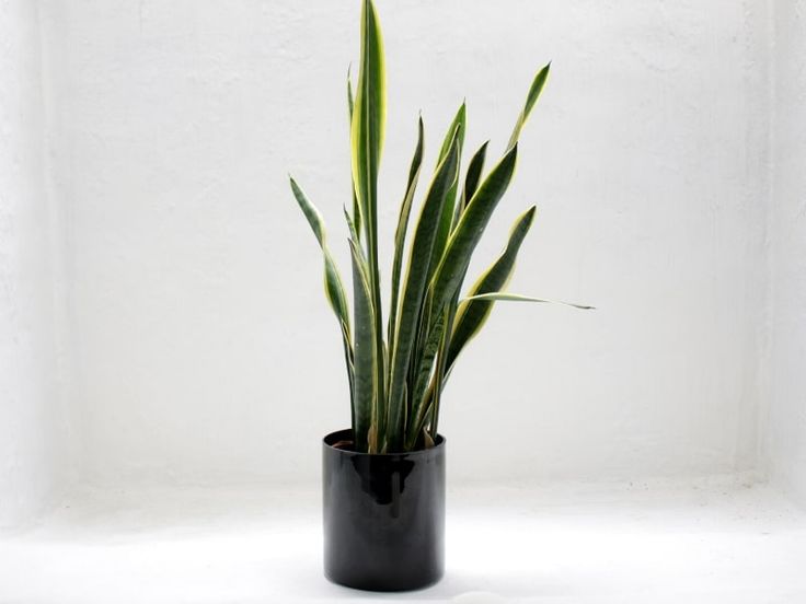 a plant in a black vase on a white background