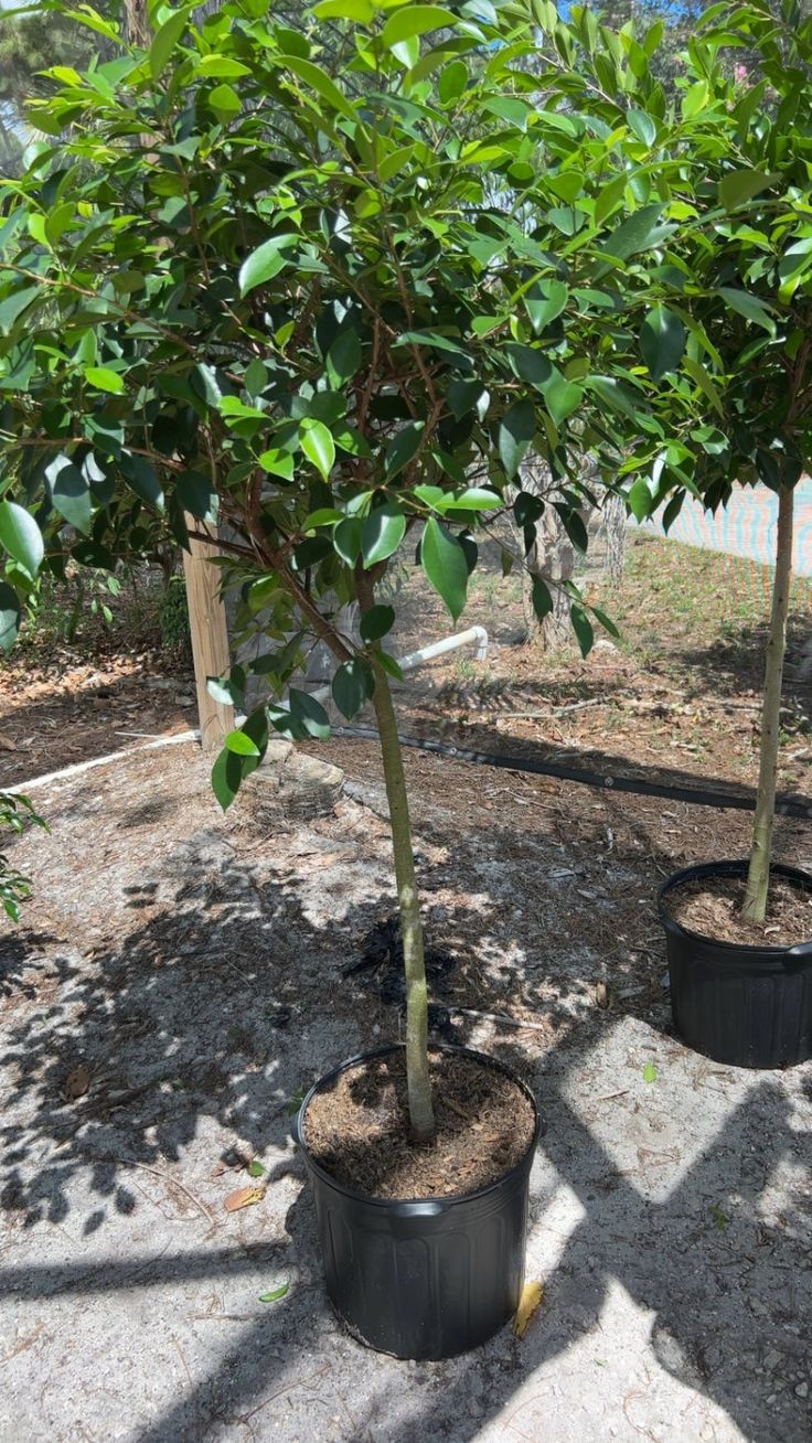 two small trees in black pots on the ground