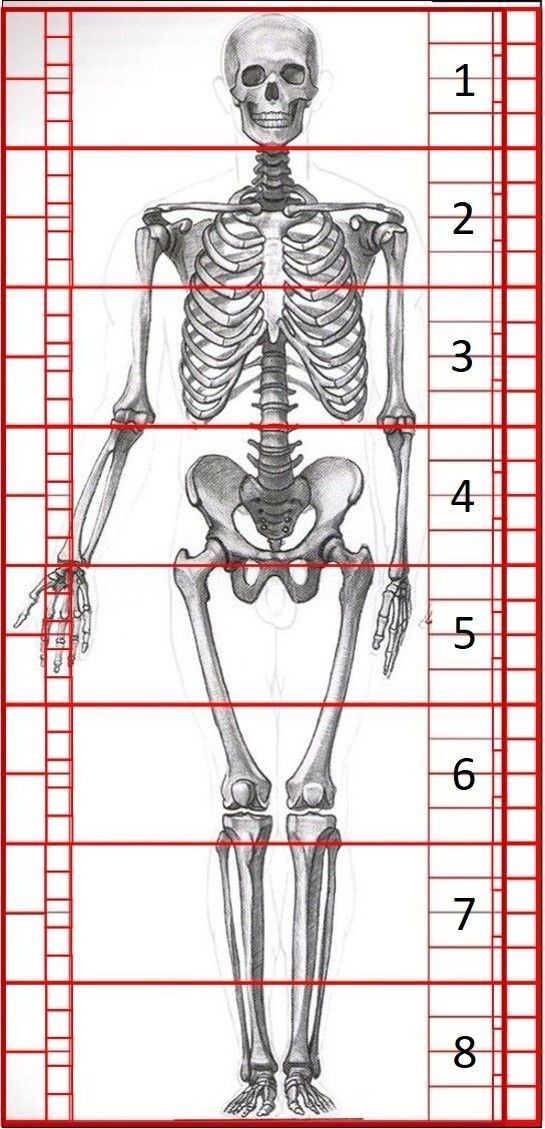 a diagram of the human skeleton with measurements