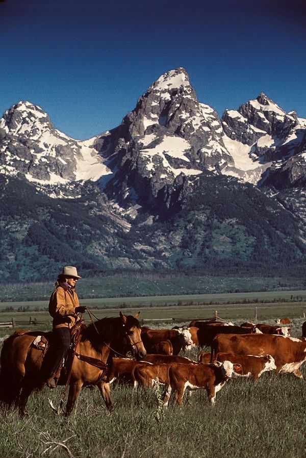 a man riding on the back of a brown horse next to cows in a field